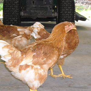 Just learning to free range, not really getting it.