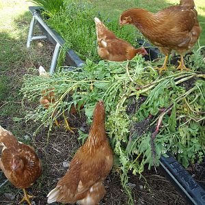 Eating seeding lettuce