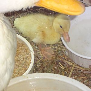 our hatched duckling (born July 6 2012)