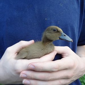 our new Khaki Campbell duck, Casey, (purchased at Agway feed store July 9, 2012) who is supposed to be about 1 1/2 weeks old