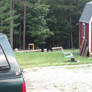 Finally got to see Yogi passing through during the daylight hours.  Didn't bother a thing on his way through.  Husband says he came back at night because the waterer container outside was knocked over.  All chickens are fine, and Yogi didn't even try to enter coop or run!