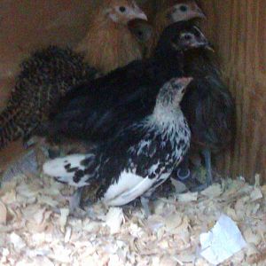New chickies all huddled up