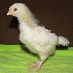Amberlink/Speckled Sussex cross - Lucky  (3 weeks)
Our first ever incubated hatched egg. Looking like a rooster