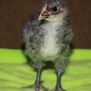 Blue/Black Splash Orpington - Pygmy (2.5 weeks)
Showing signs of being a rooster.