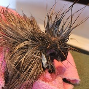 Zorro July 10th, 2012
after his bath