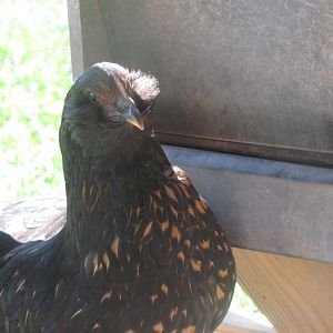 This one has fluffy feathers all around its head I am thinking this one is a hen but still have no clue what kind "she" is.