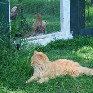 My *guard kitty * lol She loves hanging around the chicks...sometimes I wonder if she thinks she is 1 of them, considering she even likes eating the bread treats I give them...but then again...there are a few chipmunks and mice around the coop that she likes to *play* with :)