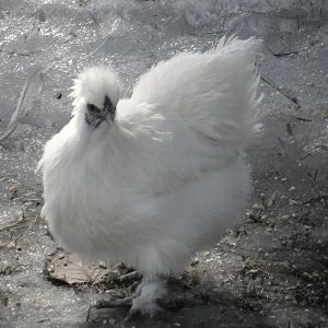 My white Silkie * Choupette* she is a doll :)