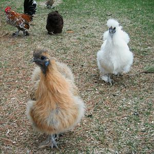 My hens runningtowards me as usual, looking for treats ! lol  My Partridge Silkie * Potiche* in front, followed by my white Silkie *Choupette* and the others following...