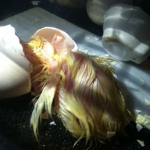 Hatch Day July 8, 2012