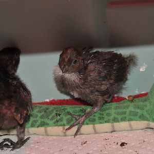 two weeks old, wings are completely feathered - no longer can see quills
picture taken 07-11-12
