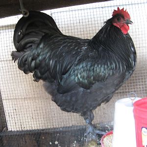This is Outback.  Bred by tigercreek and raised by FuzzyButtsFarm.  I am hoping he will make lots of chicks with my pullets.