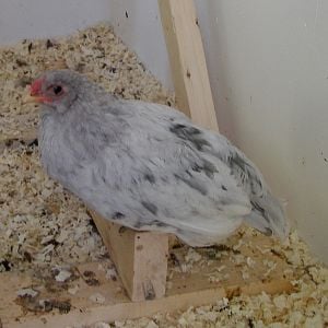 Pearl. Sold as a Silkie cross. I think not! ?rooster. 8 weeks old