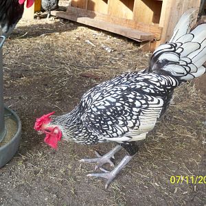 silver laced sebright rooster