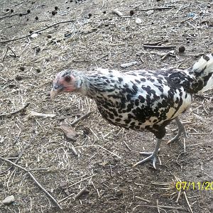 Diamond- spangled hamburgh