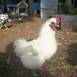 Chucky - Silkie rooster