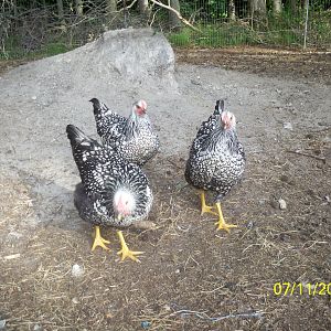 silver laced wyandotte hens