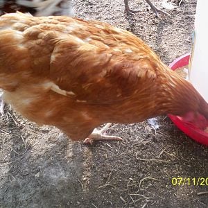 Effie - rhode island red hen, laying everyday