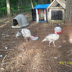 Freddy, Tootsie - royal palm turkeys