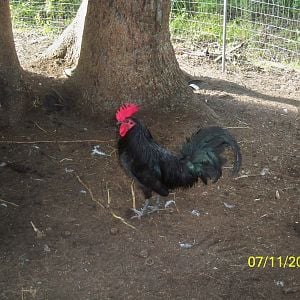 Midnight - delaware blue rooster