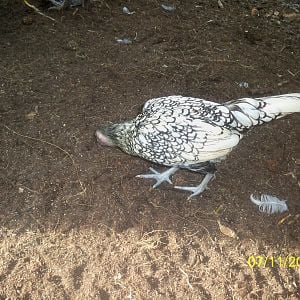silver laced sebright hen