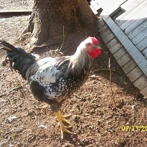 silver laced wyandotte rooster