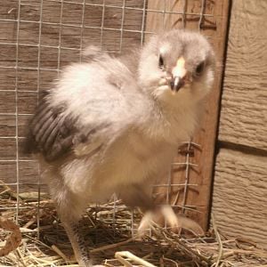 "Stomping Gounds"
Blue Ameraucana Chick
1.5 weeks old