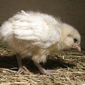 "Tail Feathers"
White Ameraucana Chick
1.5 weeks old