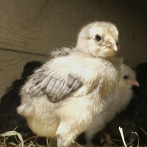 "Angel Wings"
Blue Ameraucana Chick
1.5 weeks old