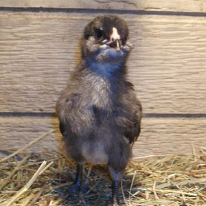 "Mini Roo"
Black Ameraucana Chick
1.5 weeks old