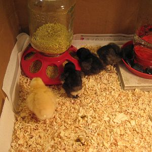 6/19/2012
New Black Silkie name is Kung Pow (has one pink toe)