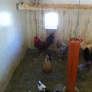 Icelandic flock of origin, red rooster