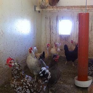 Icelandic flock of origin, cream rooster