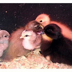 3 Blue Swedish ducks, Daisy, Apple and Muggs, 1 Bantam Cochin, Blade and 1 Bantam Ameracauna, Chicken Little.