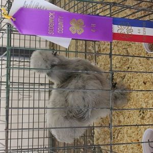 July 12th, 2012
Purple award for pullet (4 months)