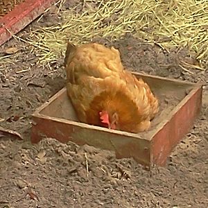 The Dust Box. A simple wooden slat box, filled with Diatomaceous Earth and Sand. The chickens love to take dust baths in it to control parasites.
