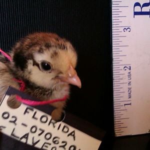 Bantam Silver Laced Cochin - "Annmarie's Laverne of Lucky Pickens".