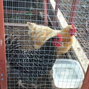 my two hens. the blonde one is buffeta, a buff orpington. the black and white one is a dominique, named rocky but i have no idea of how to fix the pics that are tilted