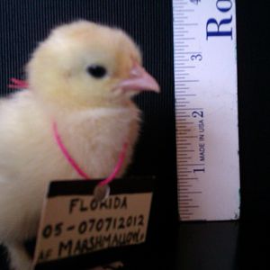 Bantam White Cochin - "Annmarie's Marshmallow of Lucky Pickens".