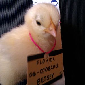 Bantam Calico Cochin - 'Anmmarie's Betsey of Lucky Pickens".