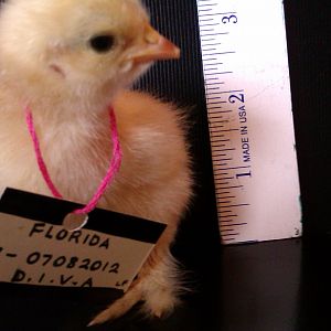 Bantam Calico Cochin - "Annmarie's D.I.V.A. of Lucky Pickens".