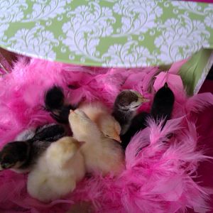 Family Picture Of New Bantam Cochins