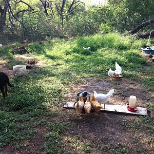 Our Poultry yard at age 10 weeks, with Nala their guard dog:)