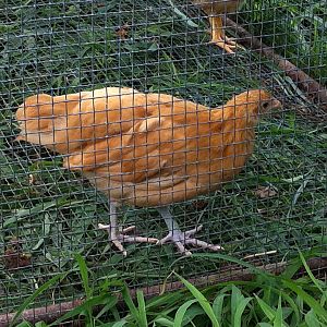 This one is Named Dino. Only Buff Leghorn with Blueish legs. About 7 weeks old in this pic.