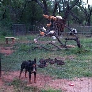 Settling in for the evening. All of the Buff leghorns, and 3 of our 9 California Whites prefer these branches. The other 6 Cali Whites like the Coop....