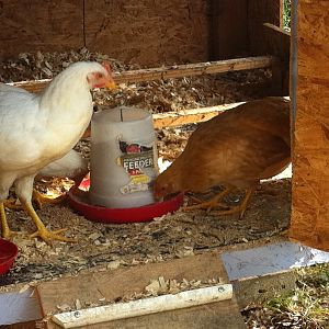 Few of our chickens at 10 weeks old.