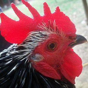 Tux-black mottled bantam cochin