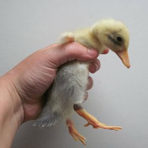 Duckling we named "Garrett" after my boyfriends brother. Don't know the gender yet but wanted to give a nod to his duck obsessed brother!
