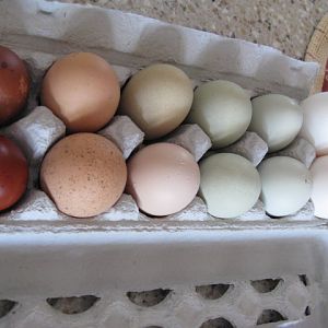 pretty dozen