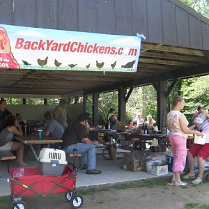 chicken stock 2012